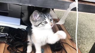 wimpy cat