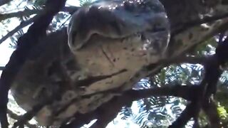 Penampakan Ular Python raksasa di atas pohon