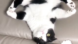 7 coisas que você não deve fazer com seu gato !