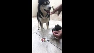 How do you give medicine to your dog? Simplest way to give medicine