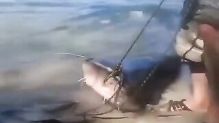 Мощный сомяра. Судя по тому как его накуканили, отпускать его никто не собирается.