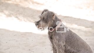 Cute grey dog