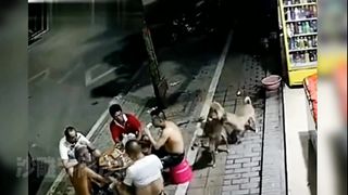 These dogs have really high intelligence