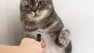 Disturbing cute cat