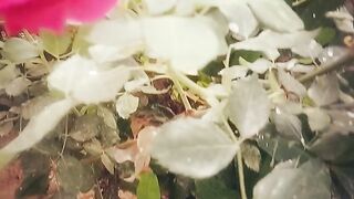 Red Rose 2