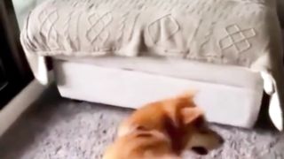 Pets Funny Moments #4 [Tik Tok]