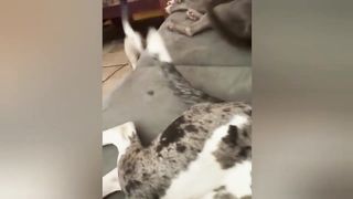 Very cute animals