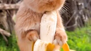Funny cats and dogs compilation 2