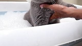 Apa Liat-Liat? | Kucing Lucu | Funny CAt