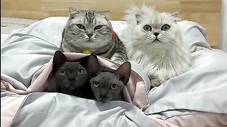 Hello Human.. I'm So Cute and Funny | Video Kucing