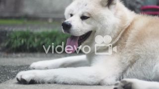 Dog resting 3