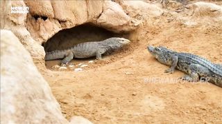 Pertarungan Komodo Vs Buaya,