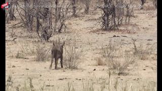 Top Angry Elephants Attack Everything Moments