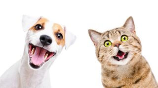 Funny animal videos 5