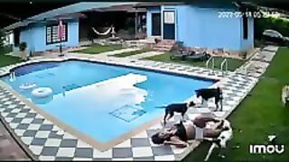SWIMMING POOL DOGS WENT VIRAL