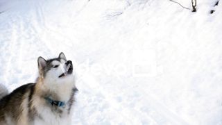 Cute dog alaska