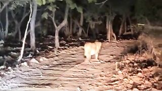 Lion on street at Thaddo Dam karachi