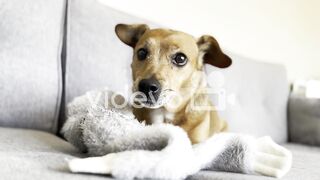 Dog licking a toys