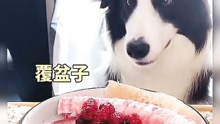Video of a German dog eating. Guess how much he can eat