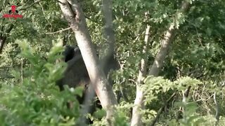 Shocking elephant attack on man in the road | Elephant encounter movie by Wild Fighter