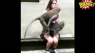 Самые смешные, интересные приколы с животными 2018 обезьяна видео
