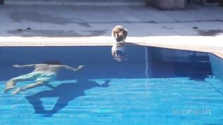 Scaredy Cats Compilation 5