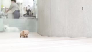 Un tout petit chiot qui se toilette pour la première fois à l'âge de 3 mois (Caniche jouet)