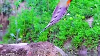 Video 286 -11-6-23
