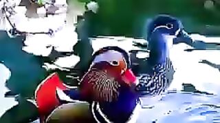 Video 287 -11-6-23