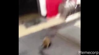 OFFENSIVE MEMES YLYL COMPILATION