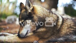 Husky dog