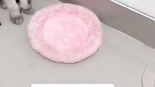 Kucing ini Bingung Karena Ternyata.. LOL