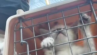 Pergi Ke Vet Buat Periksa Kucing Lucu Ini | Funny Cat