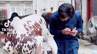 Funny video