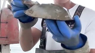 This Crab is 280 MILLION Years OLDER Than DINOSAURS