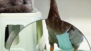 ТікТок 80