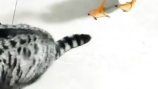 ТікТок 82