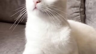 Funny animals - Funny cats _ dogs - Funny animal videos 5