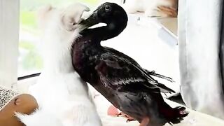 ТікТок 84