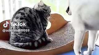 ТікТок 85