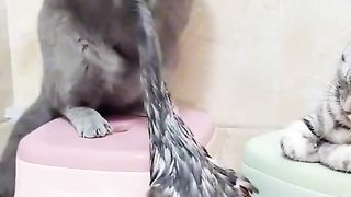 ТікТок 86