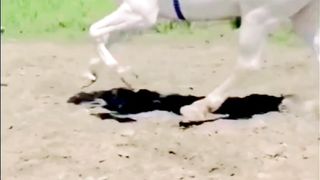 Horse lover | White Horse