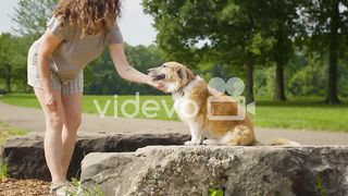 Dog in park