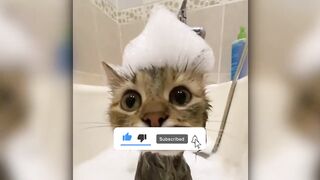 Best Animal Videos 2023 _ Funny Cats and Dogs _ Cats Funny Videos