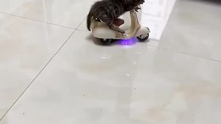 Anak kucing naik sepeda motor