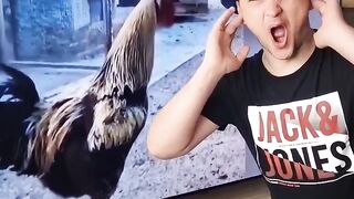 rooster cries  #shorts #funny #memes