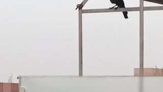 Crow Again