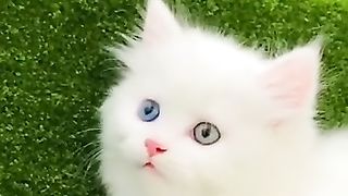Cute cat 31
