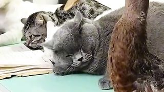 ТікТок 92