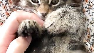 whatsapp status shorts video | cat lovers |pet lovers | amazing tik tok shorts video